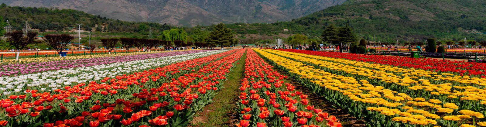 best travel agency in manali